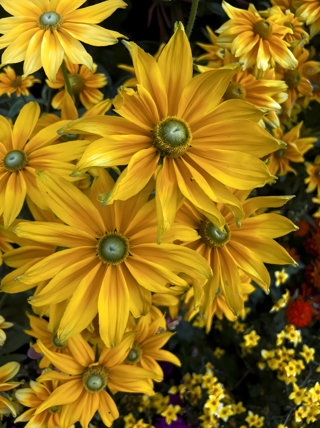 Yellow Oslo flowers